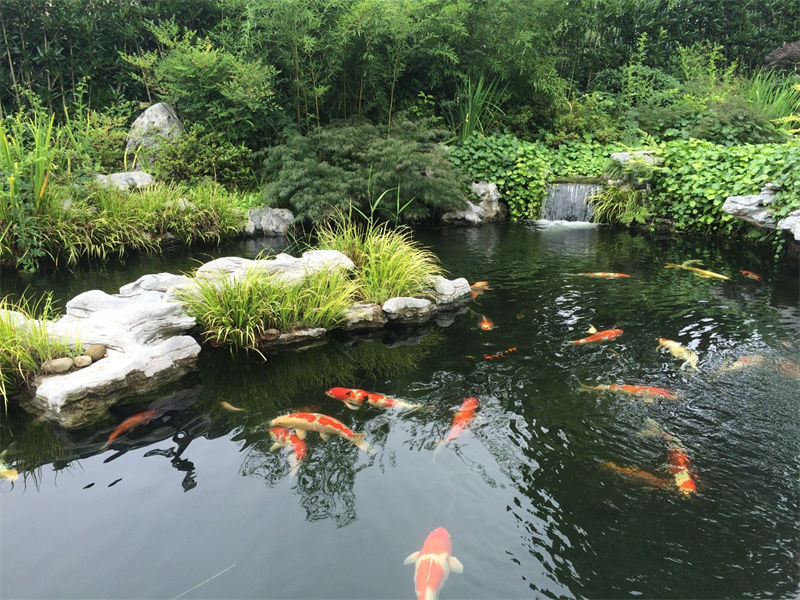 淳安锦鲤鱼池