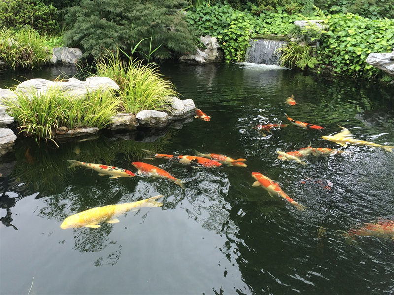 淳安锦鲤鱼池