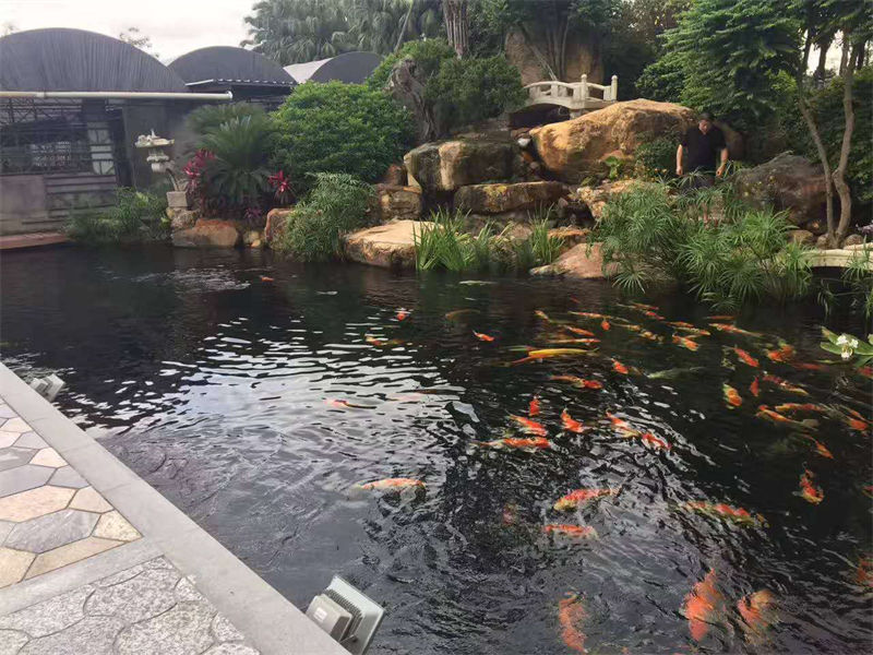 淳安锦鲤鱼池